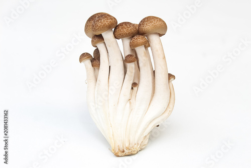fresh shimeji mushrooms isolated on a white background