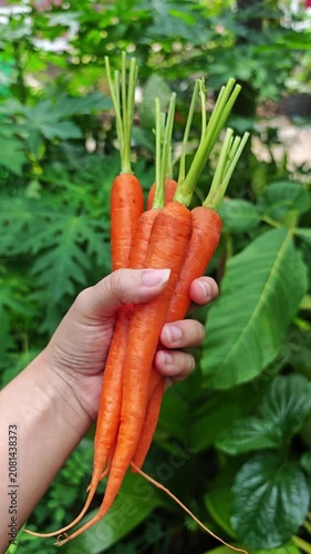 Fresh carrot in farmer hand.
