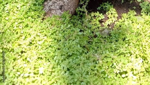 Hamparan tanaman lumut dekoratif hijau subur di bawah batang pohon bonsai