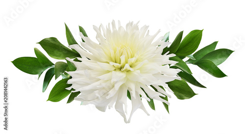 Large beautiful white dahli...