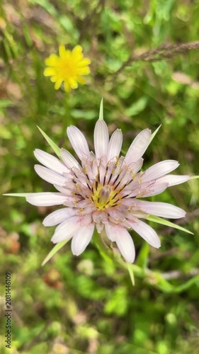 The Natural Beauty of Wild Tragopogon