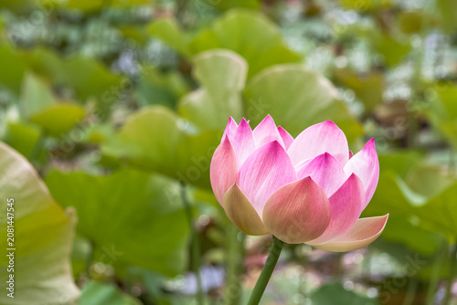 Valokuva Lotus rose
