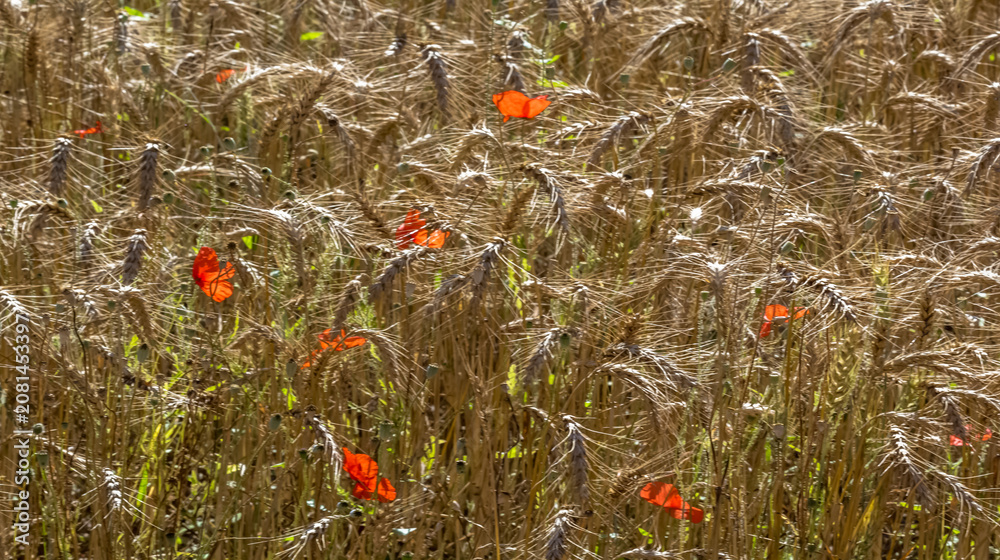 Fototapeta premium Coquelicots dans un champ de blé