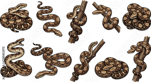 Boa Constrictor Snake Vector Graphic Illustration Set Featuring Various Python Reptile Poses Coiled Around Tree Branches for Zoo and Wildlife Education DesignsBoa Constrictor Snake Vector Graphic Illu