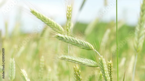 Oats, a field of green young oats swaying on a sunny summer day. close-up. Agriculture Natural Products. Calm and peacefulness.