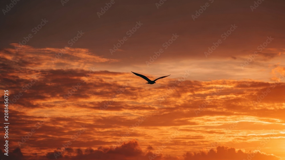 Fototapeta premium Bird soars through vibrant orange sunset with clouds and sky