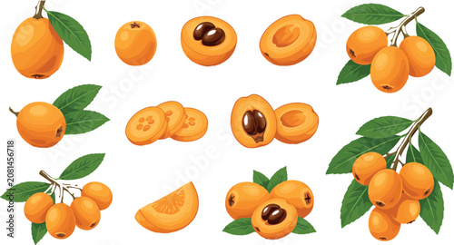 Fresh Ripe Loquat Fruit Vector Illustration Set with Whole Halved Sliced Elements and Green Leaves for Agriculture Food Market and Healthy Eating Graphic DesignsFresh Ripe Loquat Fruit Vector Illustra