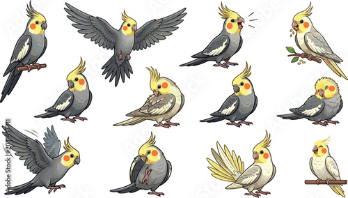 Cute Cockatiel Parrot Vector Illustration Set with Various Poses Flying Singing Eating and Preening for Pet Lovers Mascot and Zoology DesignsCute Cockatiel Parrot Vector Illustration Set with Various 