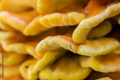 Bild auf Leinwand Sulfur shelf mushroom in close-up: vibrant yellow-orange Laetiporus sulphureus clusters