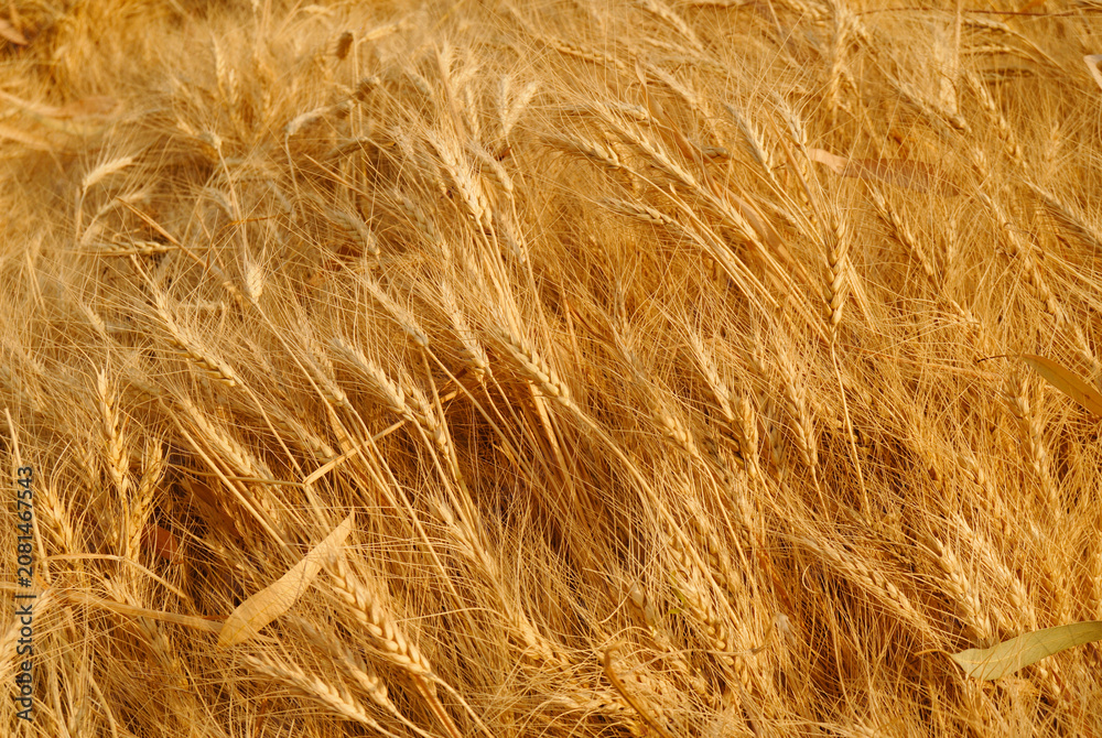 Fototapeta premium close up of wheat field