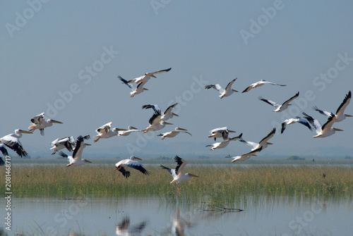 Photography pelicans in flight