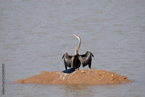 Canvastavla oriental darter snake bird