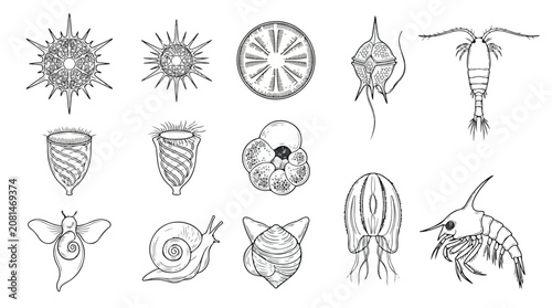 Vintage plankton and microorganism illustrations, set of 13 scientific marine biology icons, black and white aquatic life vector line art