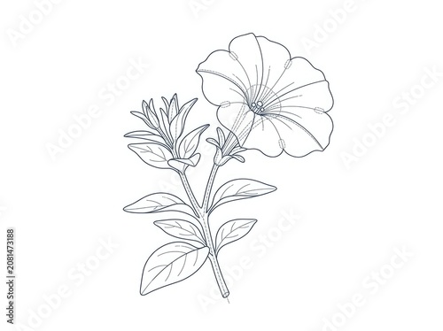 A detailed line drawing depicts a plant with multiple flowers and leaves. The plant features a prominent, trumpet-shaped flower with five petals and a central pistil.