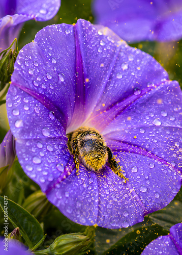 Die fleißige Biene in der violetten Blütenpracht