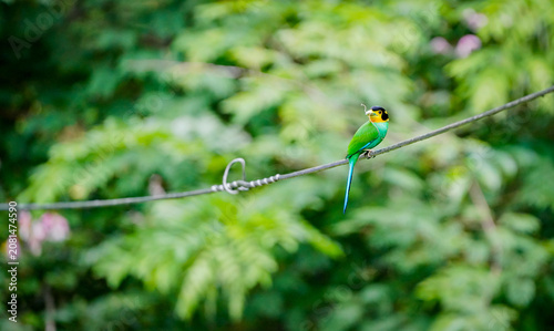 Long-tailed Broadbill in the nature