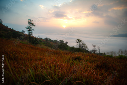 Εκτύπωση καμβά On a mountaintop, in the forest, in the morning with a sea of ​​fog