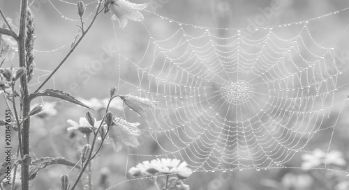spider web with dew drops