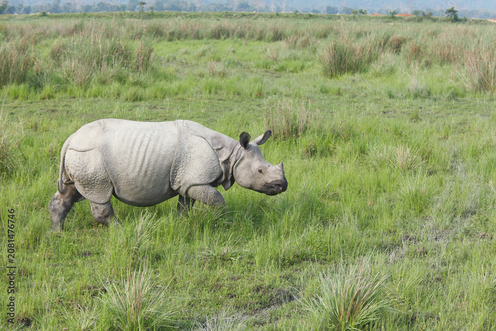 Fototapeta premium rhino in the grass