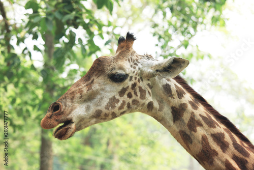 Fotografía portrait of a giraffe