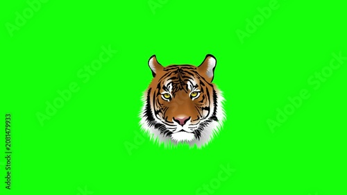 Close-up of a Tiger's Head on Bright Green Screen Background