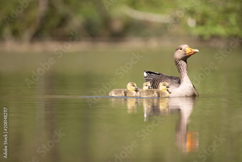 grey goose with chicks swimming in a pond