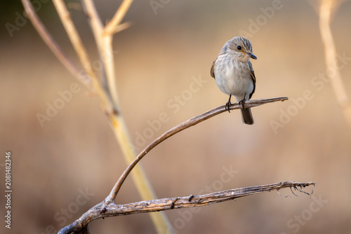 Tableau sur toile spotted flycatcher bird in Spain