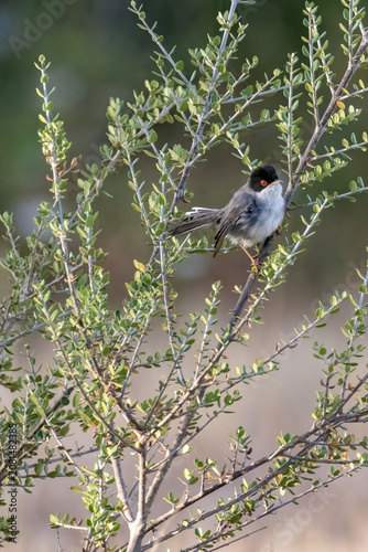 Quadro su tela sardinian warbler bird sits in a bush