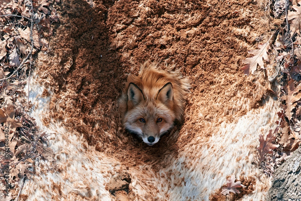 Fototapeta premium Red fox looking up from an earthen burrow surrounded by dry autumn leaves for wildlife education and forest conservation themes