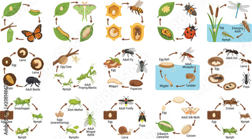Canvastavla Insect life cycle collection, educational metamorphosis biology diagram set, det