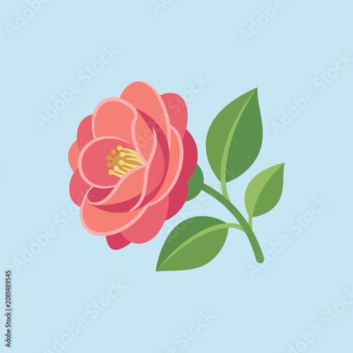 A pink camellia flower with green leaves on blue