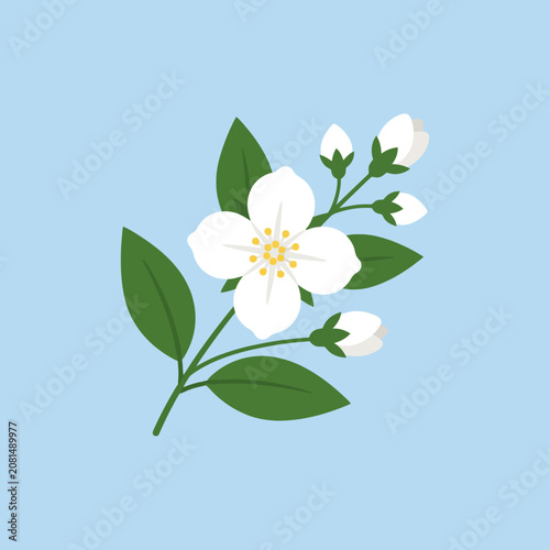 A simple jasmine flower illustration on blue