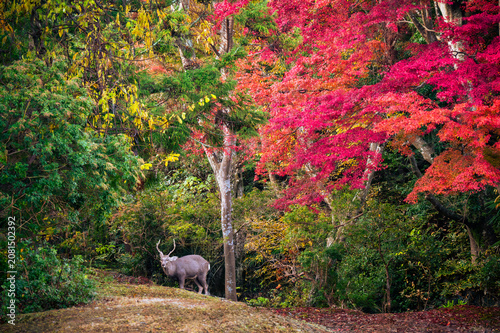 Wild sika deer at the edge of a colorful autumn forest in Nara, Japan