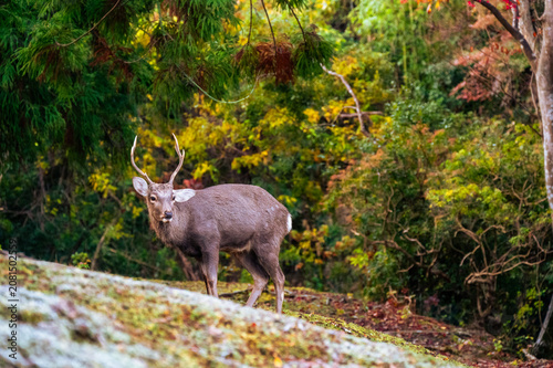 Sika deer stag standing among green and golden autumn trees in Nara, Japan