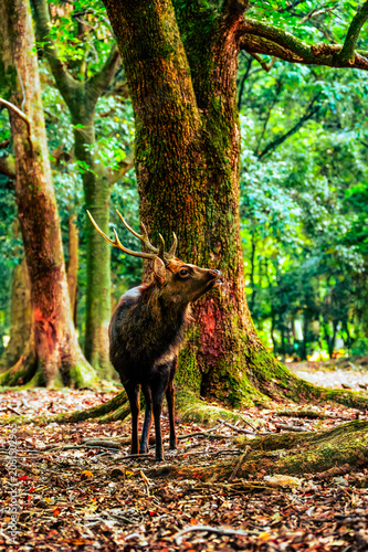 Sika deer buck reaching up to a mossy tree trunk in the forest, Nara, Japan