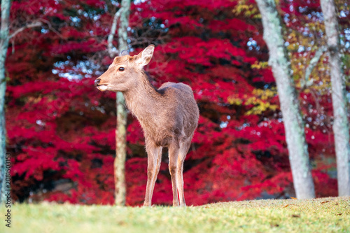 Young wild sika deer standing before brilliant red autumn foliage in Nara Park, Japan