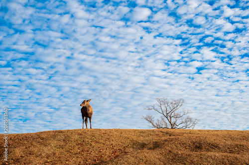 Wild sika deer overlooking the autumn hills under a mackerel sky, Nara, Japan