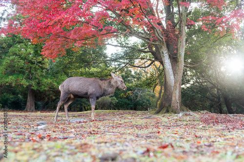Wild sika deer walking under a red maple tree in the autumn sun, Nara, Japan