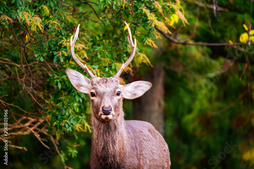 Close portrait of a sika deer buck with antlers in the forest, Nara, Japan