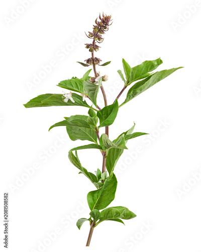 Fresh Thai basil branch with flowers isolated on transparent background with clipping path. Aromatic culinary herb for cooking, organic gardening and botanical design.