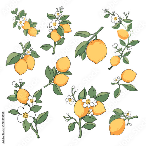 Lemon hand drawn vector illustration 