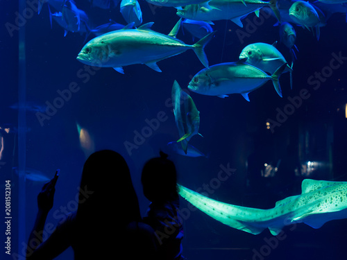 Fotografie 幻想的な青い大水槽で回遊するサメや大型魚を見上げる親子（家族）のシルエット