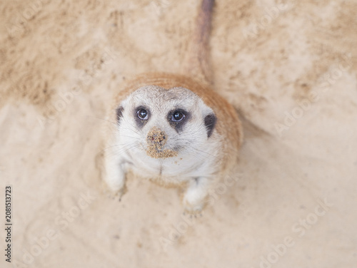 Obraz na płótnie Cute meerkat looking up at the camera while standing on sand, close up portrait