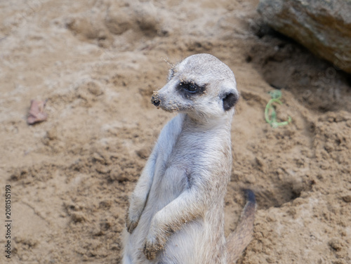 Fotografie Cute meerkat looking up at the camera while standing on sand, close up portrait