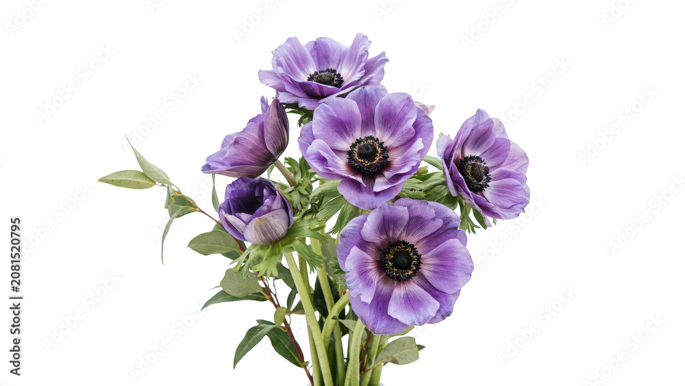 Fototapeta premium A vibrant bouquet of purple anemone flowers with dark centers and green stems, captured in a studio setting on a solid black background