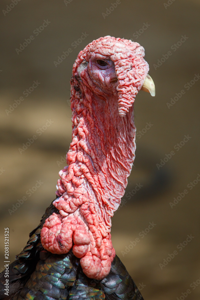 Fototapeta premium Turkey head close-up. Red, wrinkled skin prominent. Small yellow beak visible. Dark feathers beneath.