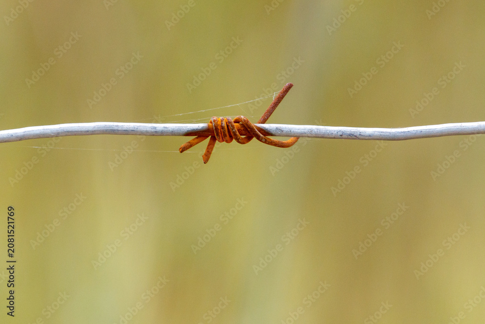 Fototapeta premium Rusted barbed wire stretches across a blurred green field