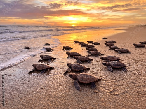 The First Journey: Newborn Sea Turtles Crawling Toward the Ocean Waves Under a Golden Sunset Sky