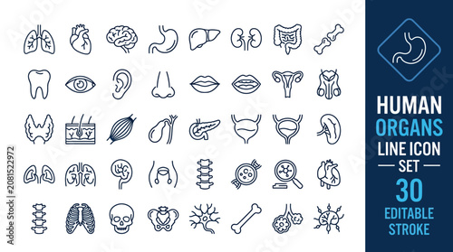 Foto 30 human organs line icons with editable stroke for anatomy, medical, education, and healthcare design projects