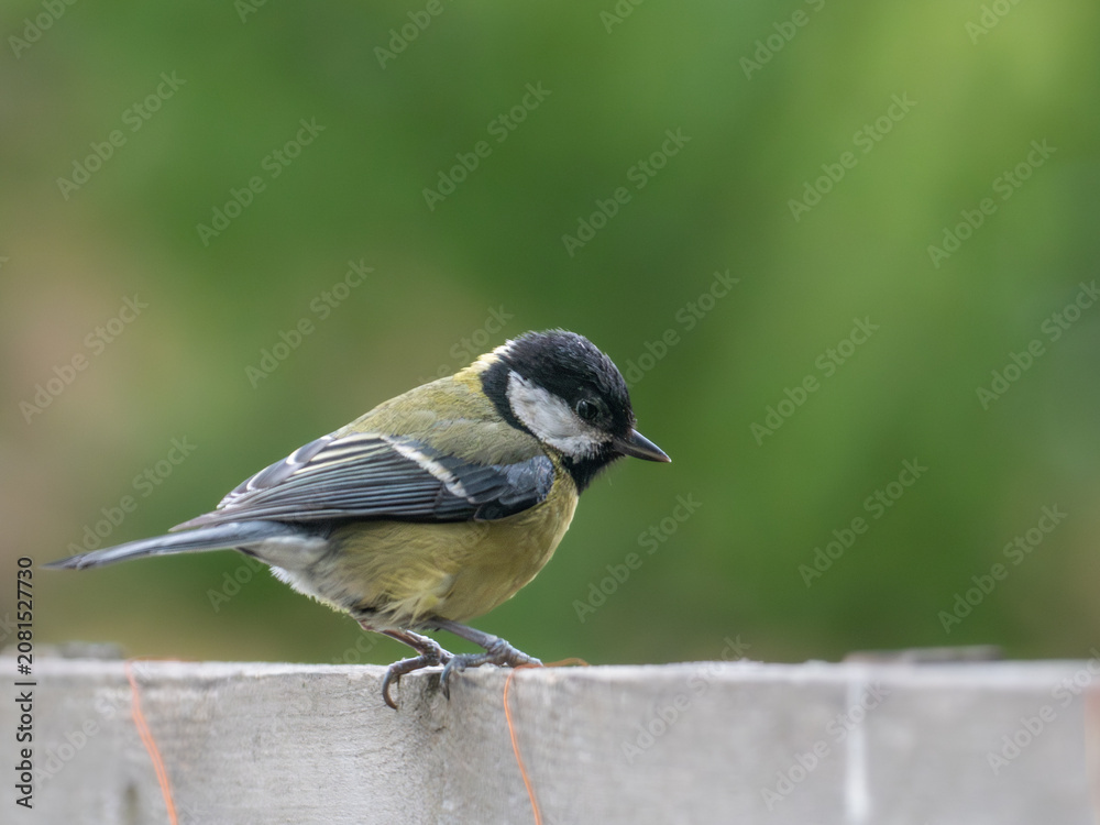 Obraz premium Great tit (Parus major) perched on garden fence, London, England. Green bokeh background, urban garden bird, summer wildlife.